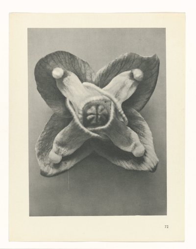 Étude de plante (Urformen der Kunst) - Karl Blossfeldt