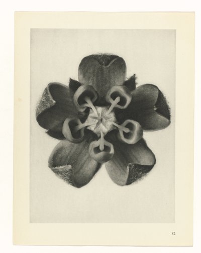 Étude de plante (Urformen der Kunst) - Karl Blossfeldt