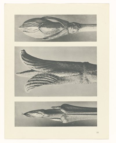 Étude de plante (Urformen der Kunst) - Karl Blossfeldt
