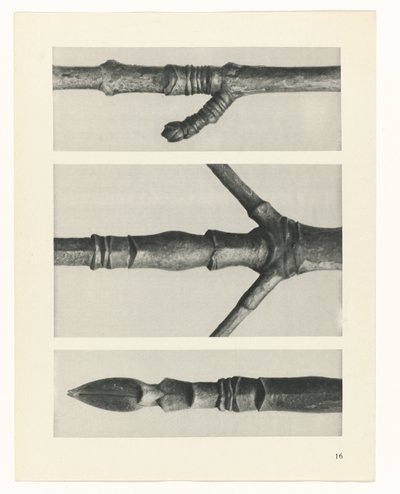 Étude de plante (Urformen der Kunst) - Karl Blossfeldt