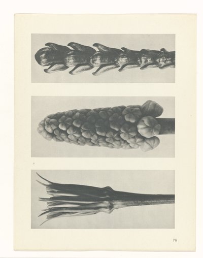 Étude de plante (Urformen der Kunst) - Karl Blossfeldt