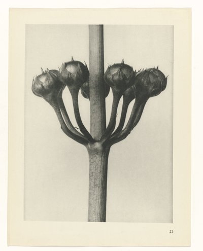 Étude de plante (Urformen der Kunst) - Karl Blossfeldt