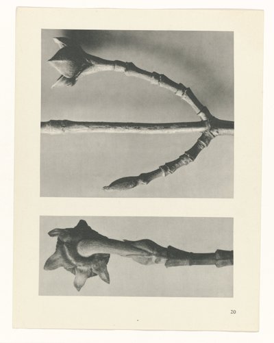 Étude de plante (Urformen der Kunst) - Karl Blossfeldt