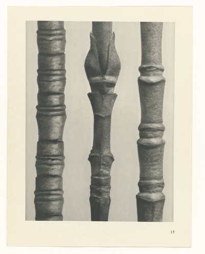 Étude de plante (Urformen der Kunst) - Karl Blossfeldt