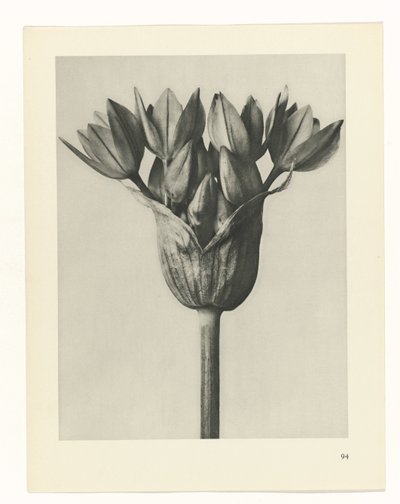 Étude de plante (Urformen der Kunst) - Karl Blossfeldt