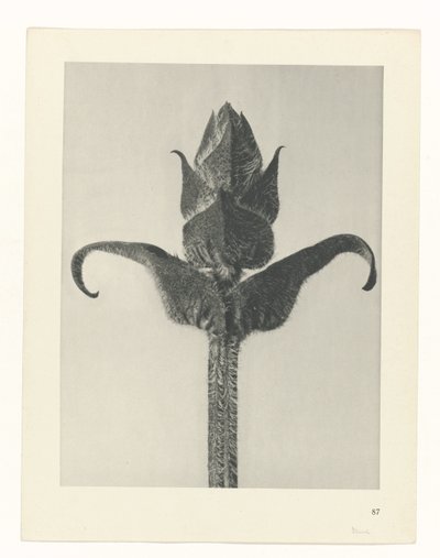 Étude de plante (Urformen der Kunst) - Karl Blossfeldt