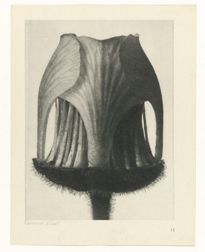 Étude de plante (Urformen der Kunst) - Karl Blossfeldt