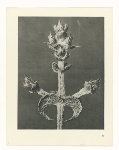Étude de plante (Urformen der Kunst) - Karl Blossfeldt