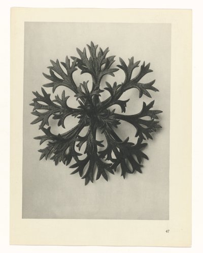 Étude de plante (Urformen der Kunst) - Karl Blossfeldt