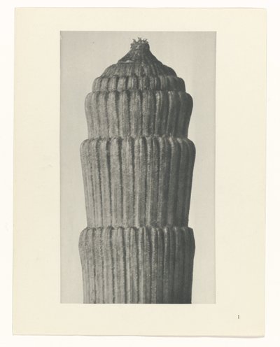 Étude de plante, Equisetum hiemale (Urformen der Kunst) - Karl Blossfeldt