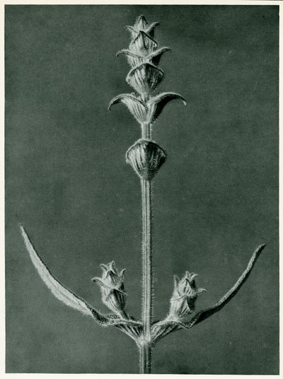 Salvia, 1929 - Karl Blossfeldt