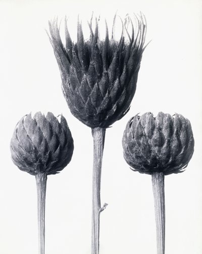 Serratula Nudicaulis (Scie commune à tige nue) - Karl Blossfeldt