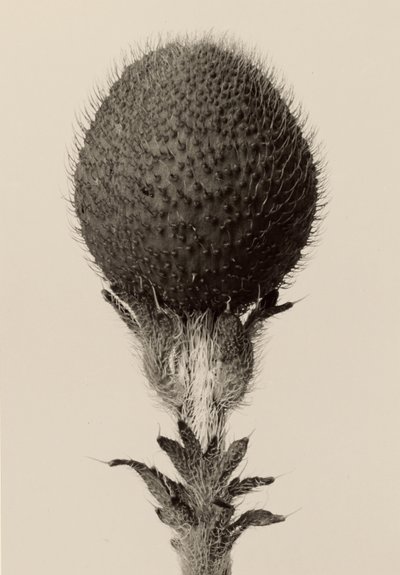 [Plante bulbeuse épineuse] - Karl Blossfeldt