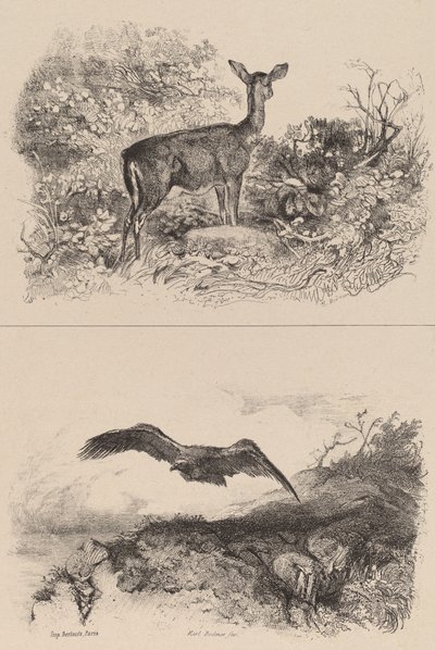 Biche, Aigle - Karl Bodmer