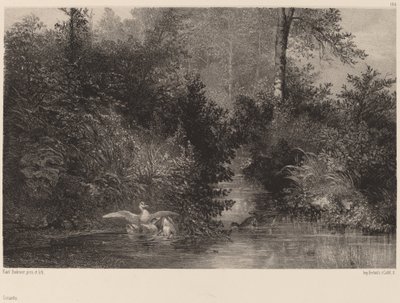 Canards - Karl Bodmer