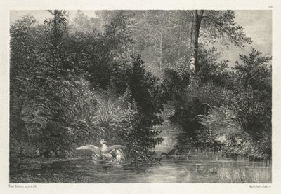 Canards - Karl Bodmer