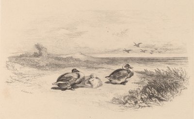 Canards sauvages - Karl Bodmer