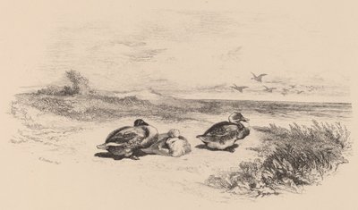 Canards sauvages - Karl Bodmer