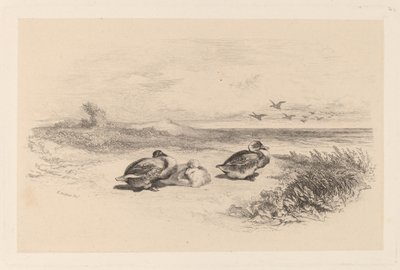 Canards sauvages - Karl Bodmer