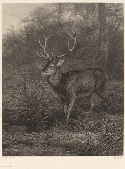 Cerf Dix-Cors - Karl Bodmer
