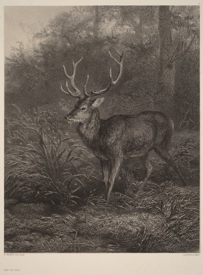  - Karl Bodmer