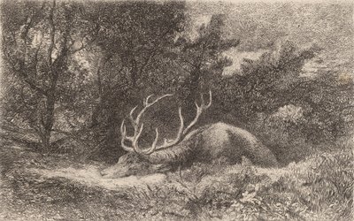 Cerf à la Reposée - Karl Bodmer