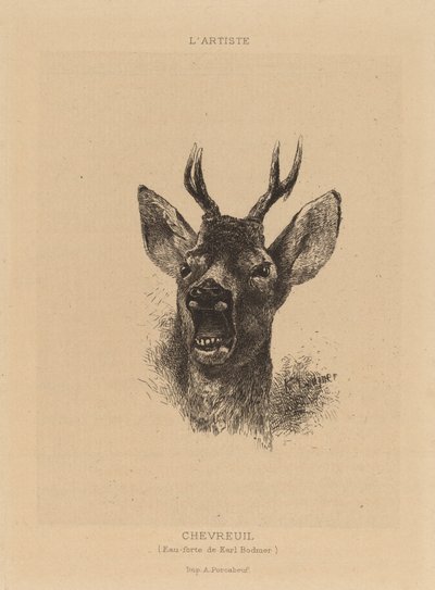 Chevreuil - Karl Bodmer