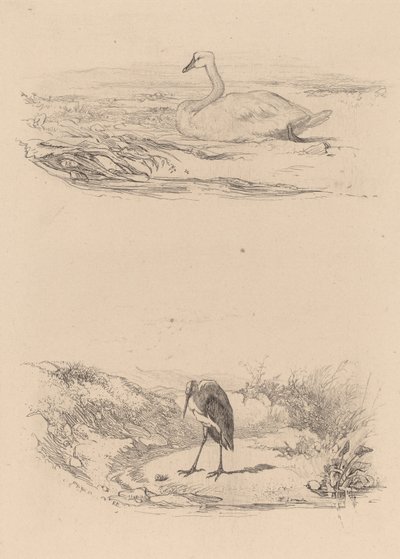 Cygne, héron - Karl Bodmer