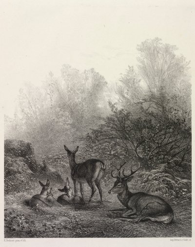 Cerf au repos - Karl Bodmer