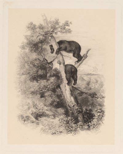 Deux ours - Karl Bodmer
