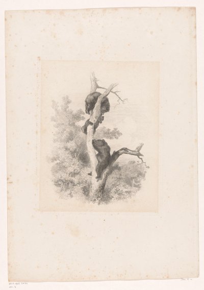 Trois ours dans un arbre - Karl Bodmer