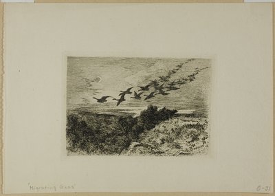 Oies volantes - Karl Bodmer