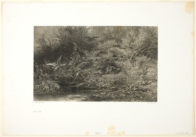 Renard en Chasse - Karl Bodmer
