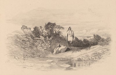Hérons - Karl Bodmer