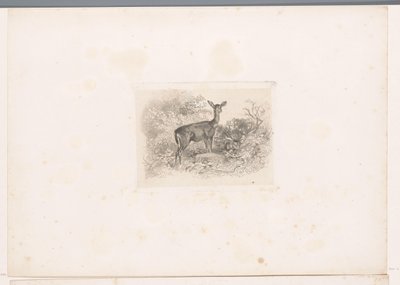 Biche dans la forêt - Karl Bodmer
