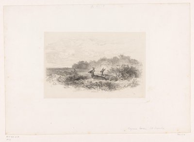 Paysage avec deux cerfs à queue blanche - Karl Bodmer
