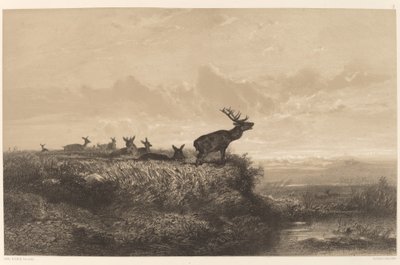 Le Matin. Cerf et biches - Karl Bodmer