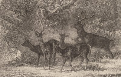 Le harde - Karl Bodmer