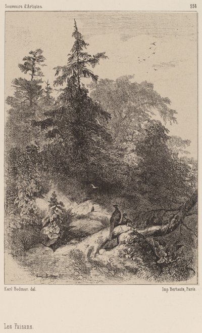 Les Faisans - Karl Bodmer