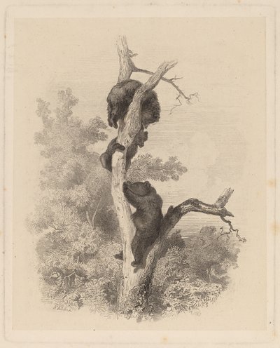 Les Ours - Karl Bodmer
