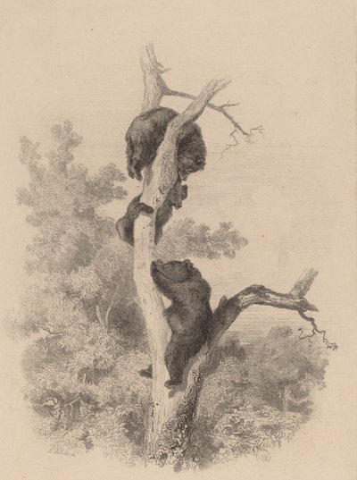 Les ours - Karl Bodmer