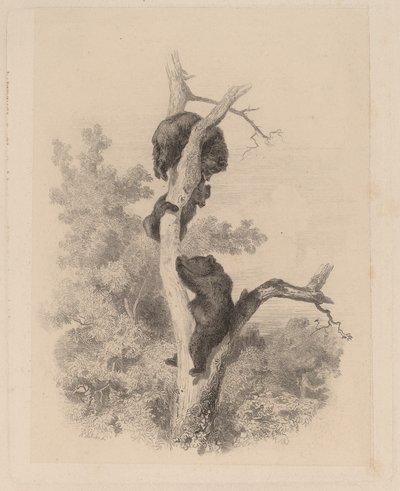 Les ours - Karl Bodmer
