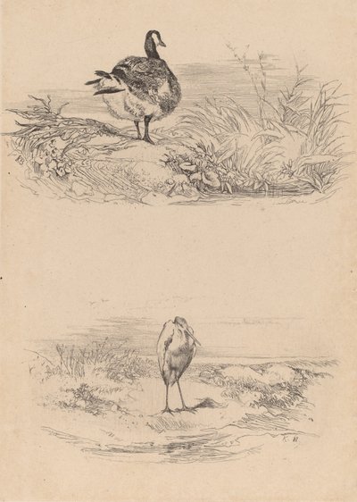 Oie, Héron - Karl Bodmer