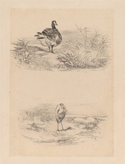 Oie, Héron - Karl Bodmer