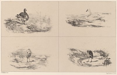 Oies, cygnes, hérons - Karl Bodmer