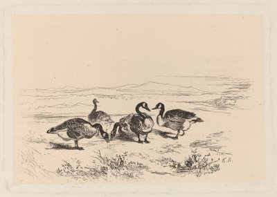 Oies bernaches - Karl Bodmer