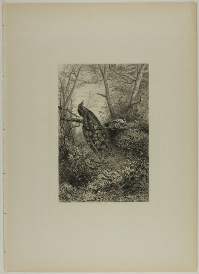 Paons sur une branche - Karl Bodmer