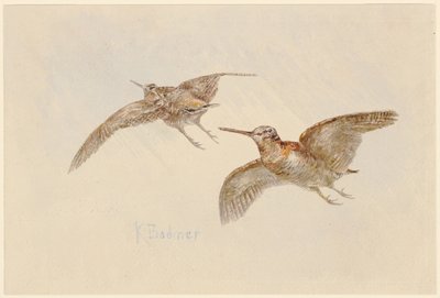 Des bécasses en vol - Karl Bodmer