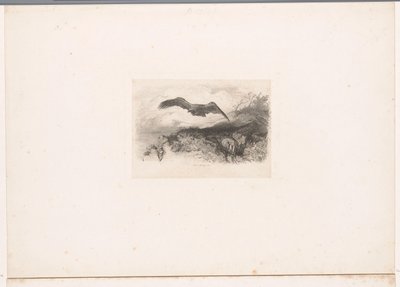 Aigle volant - Karl Bodmer