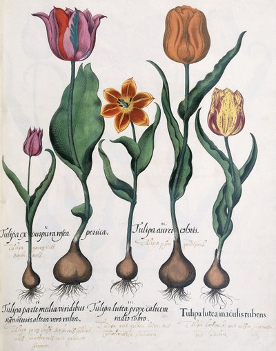 Types de tulipes, 1613 - Karl Christian Wilhelm Baron